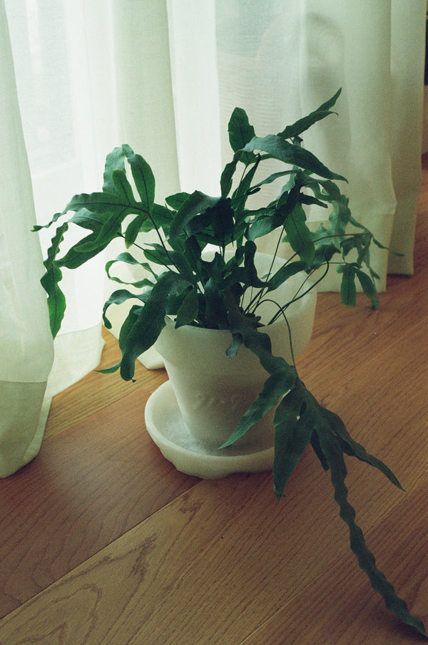 Planter